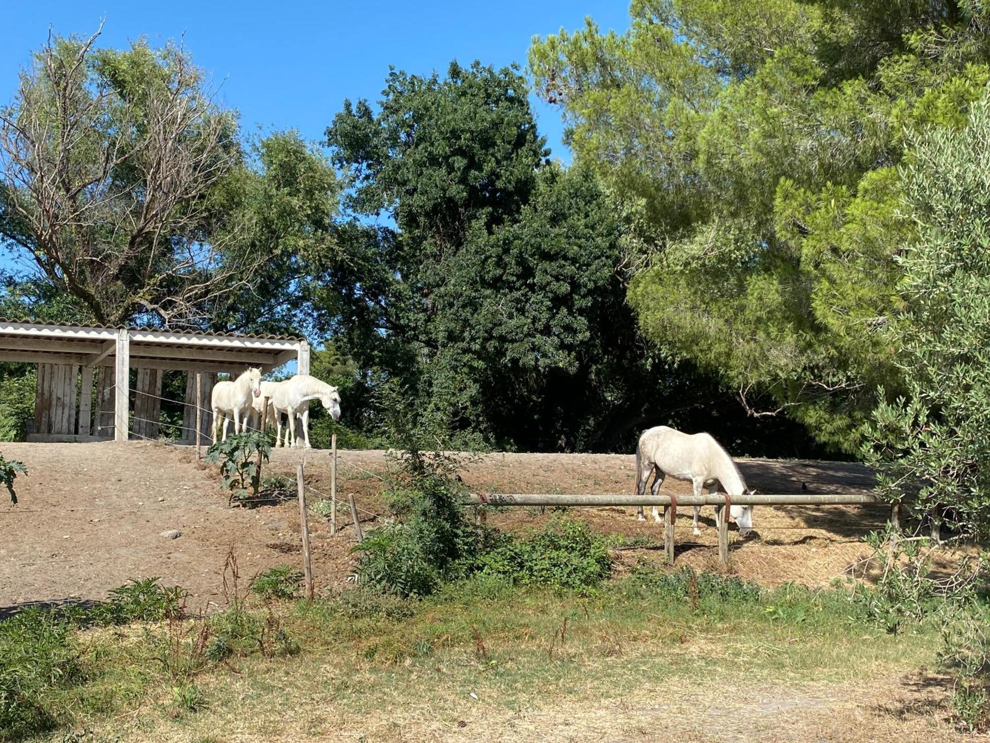 Apartment Aux Hameaux De Camargue Arles